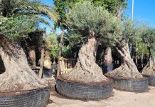 Comienza el segundo periodo permitido para la entrada de árboles ornamentales en las Islas Baleares