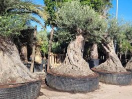 Comienza el segundo periodo permitido para la entrada de árboles ornamentales en las Islas Baleares