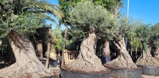 Comienza el segundo periodo permitido para la entrada de árboles ornamentales en las Islas Baleares