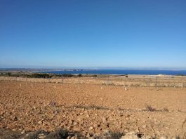 Preocupación en el sector primario de Formentera por la falta de lluvias