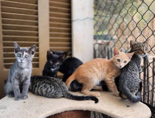 El Consell de Formentera recuerda la obligación de esterilizar a los gatos domésticos y apela a la tenencia responsable