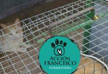 Acción Francisco comienza la campaña de esterilización urgente de las colonias de gatos Acción Francisco
