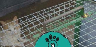 Acción Francisco comienza la campaña de esterilización urgente de las colonias de gatos Acción Francisco