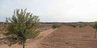 El Consell de Formentera da luz verde a la licitación de la almazara como infraestructura clave para los productores de aceite de oliva de la isla Olivos