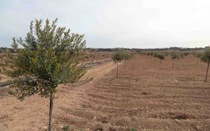 Olivos