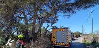 Los bomberos retiran una rama de pino desprendida por el fuerte viento en la zona de cala Embaster Bomberos