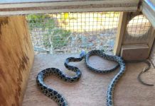 Medio Natural captura un total de 889 ejemplares de serpientes invasoras en Formentera durante la campaña 2023 serpiente