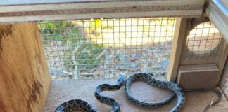 Medio Natural captura un total de 889 ejemplares de serpientes invasoras en Formentera durante la campaña 2023 serpiente