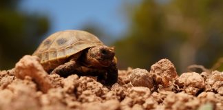 Los centros de recuperación de fauna silvestre de Baleares atendieron a más de 6.700 animales durante el 2023 Tortuga mora