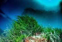 Semana del Medio Ambiente con cine, talleres, actividades marinas y una feria de entidades ambientales Praderas de posidonia oceánica