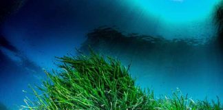 Semana del Medio Ambiente con cine, talleres, actividades marinas y una feria de entidades ambientales Praderas de posidonia oceánica