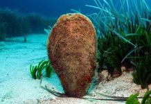 La Conselleria balear de Agricultura, Pesca y Medio Natural inicia una nueva campaña para recopilar información sobre la caracola y la nacra en las Illes Balears Nacra