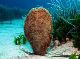 La Conselleria balear de Agricultura, Pesca y Medio Natural inicia una nueva campaña para recopilar información sobre la caracola y la nacra en las Illes Balears Nacra