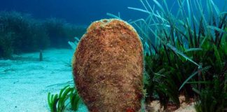 La Conselleria balear de Agricultura, Pesca y Medio Natural inicia una nueva campaña para recopilar información sobre la caracola y la nacra en las Illes Balears Nacra