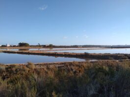 Aportacions a la conservació i posada en valor del Parc Natural de ses Salines d’Eivissa i Formentera Parc natural ses Salines, Formentera