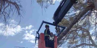 Retirada de una rama caída que cortaba el paso de vehículos en cala Saona bOMBEROS