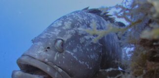 El Govern fija las cuotas máximas diarias para la pesca recreativa de algunas especies de peces con el objetivo de conservar los recursos marinos de las Islas Baleares Govern balear