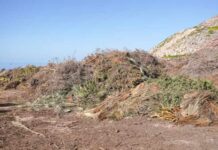 El Consell retira la suspensión temporal en la recepción de restos de poda y residuos de jardinería y permite su entrada en el Área de Gestión de Residuos de es Cap de Barbaria