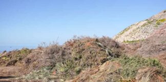 El Consell retira la suspensión temporal en la recepción de restos de poda y residuos de jardinería y permite su entrada en el Área de Gestión de Residuos de es Cap de Barbaria
