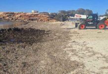 El Consell inicia las labores de retirada de posidonia de las playas Retirada de posidonia en la playa de Cala Saona