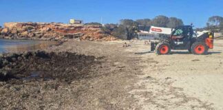 El Consell inicia las labores de retirada de posidonia de las playas Retirada de posidonia en la playa de Cala Saona