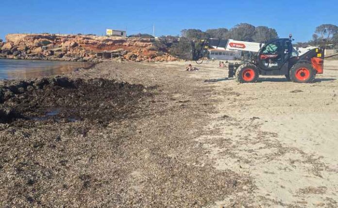 Retirada de posidonia en la playa de Cala Saona
