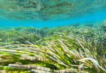 El Govern participa en el seminario internacional de la Mediterranean Posidonia Network para fomentar la conservación de esta planta marina y reforzar la colaboración con distintos países del Mediterráneo Imagen de una pradera de posidonia