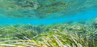 El Govern participa en el seminario internacional de la Mediterranean Posidonia Network para fomentar la conservación de esta planta marina y reforzar la colaboración con distintos países del Mediterráneo Imagen de una pradera de posidonia