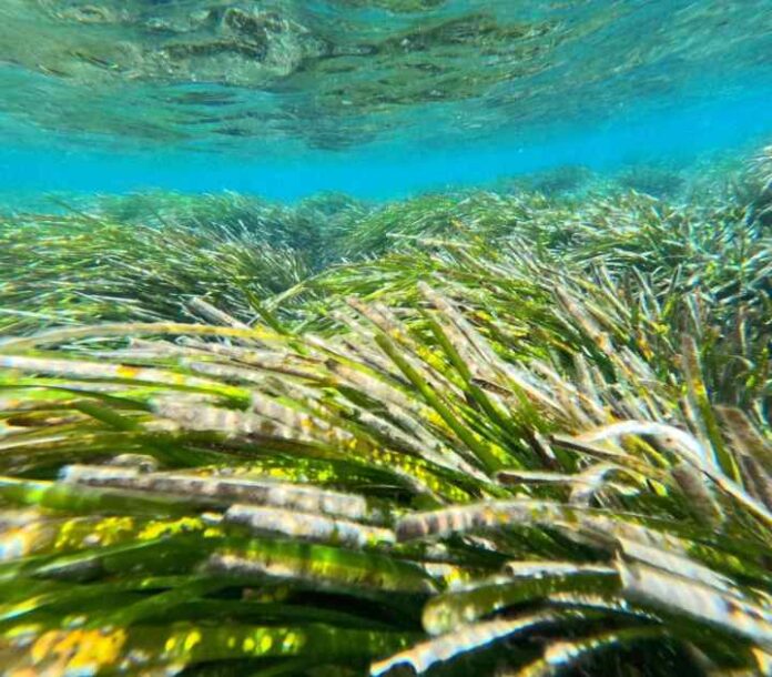 Imagen de una pradera de posidonia