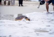 Liberación pública de una tortuga marina recuperada por la Fundación Palma Aquarium en Formentera Liberación tortuga