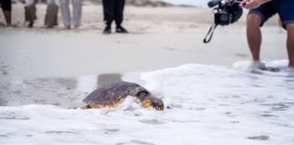 Liberación pública de una tortuga marina recuperada por la Fundación Palma Aquarium en Formentera Liberación tortuga