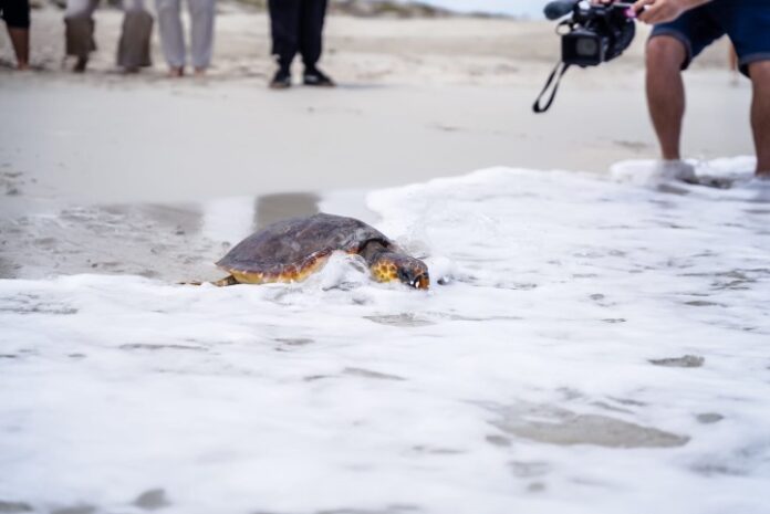 Liberación tortuga