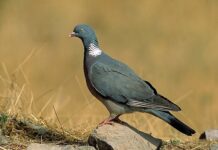 El Consell de Formentera inicia la campaña de control de la población de palomas torcaces Ejemplar de paloma torcaz