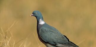 El Consell de Formentera inicia la campaña de control de la población de palomas torcaces Ejemplar de paloma torcaz