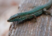 Govern y Fundación BIOPARC firman un convenio de colaboración para la conservación de fauna silvestre protegida de las Islas Baleares sargantana