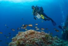 Consell y Govern coordinan garantías para una mejor protección marina