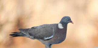 El Consell inicia la ‘media veda’ para controlar la superpoblación de palomas torcaces y proteger los cultivos de Formentera Paloma torcaz
