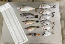 El Consell de Formentera decomisa 1,5 kg de pescado capturado ilegalmente en la Reserva Marina des Freus Peces decomisados