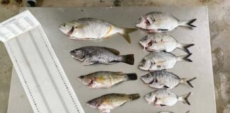 El Consell de Formentera decomisa 1,5 kg de pescado capturado ilegalmente en la Reserva Marina des Freus Peces decomisados