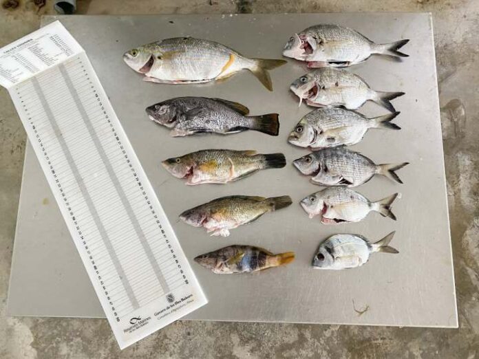 Peces decomisados