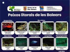 El Govern y la Federación Balear de Actividades Subacuáticas editan una guía para identificar las principales especies de peces litorales de las Islas Baleares