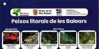 El Govern y la Federación Balear de Actividades Subacuáticas editan una guía para identificar las principales especies de peces litorales de las Islas Baleares
