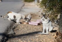 El Govern envía a los ayuntamientos, a los consells insulars y a la FELIB el Protocolo marco para la gestión de colonias felinas en las Islas Baleares Colonia felina