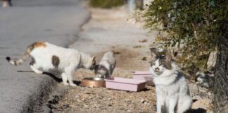 El Govern envía a los ayuntamientos, a los consells insulars y a la FELIB el Protocolo marco para la gestión de colonias felinas en las Islas Baleares Colonia felina
