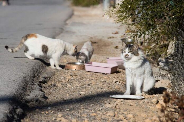 Colonia felina Colonia felina