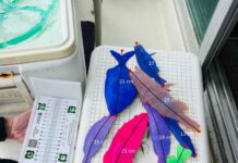 El Govern impulsa REMAR2 para reforzar la sostenibilidad de la pesca en las Islas Baleares REMAR2