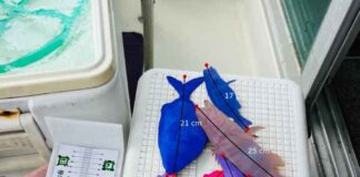 El Govern impulsa REMAR2 para reforzar la sostenibilidad de la pesca en las Islas Baleares REMAR2