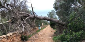 Actuaciones de los Bomberos de Formentera por el episodio de fuertes vientos el fin de semana Temporal viento