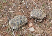 El Govern cierra el 2025 con las cifras más elevadas en la atención de fauna silvestre en las Islas Baleares Ejemplares de tortuga mediterránea ( Testudo hermanni )
