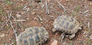 El Govern cierra el 2025 con las cifras más elevadas en la atención de fauna silvestre en las Islas Baleares Ejemplares de tortuga mediterránea ( Testudo hermanni )
